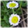 erigeron
